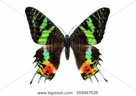 Butterfly Sunset Moth Urania Ripheus Madagascar Isolated On White Background