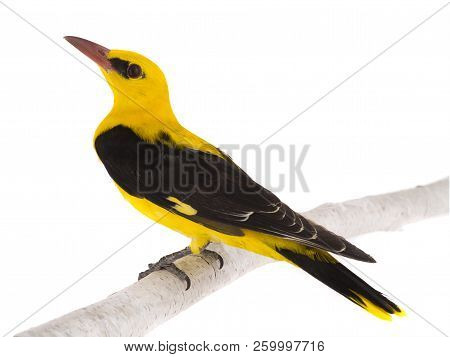 Eurasian Golden Oriole (oriolus Oriolus)
