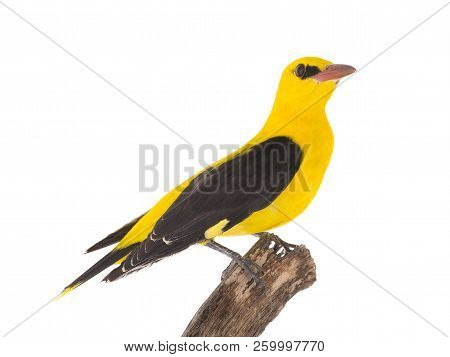 Eurasian Golden Oriole (oriolus Oriolus)