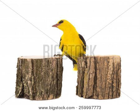 Eurasian Golden Oriole (oriolus Oriolus)