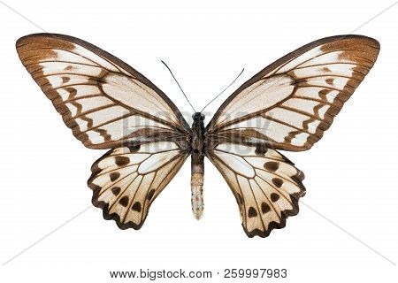 Butterfly Ornithoptera Croesus Lydius F Isolated On White Background
