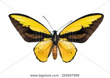 Butterfly Ornithoptera Croesus Lydius Isolated On White Background
