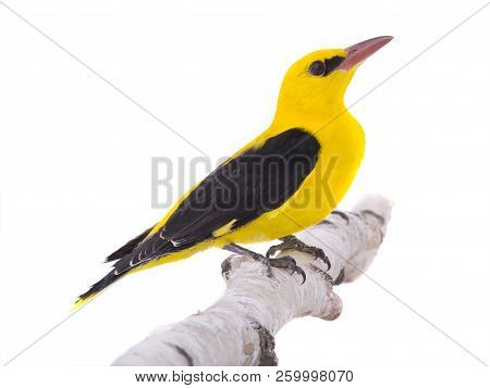 Eurasian Golden Oriole (oriolus Oriolus)