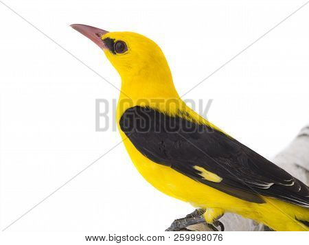 Eurasian Golden Oriole (oriolus Oriolus)