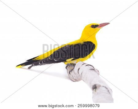 Eurasian Golden Oriole (oriolus Oriolus)