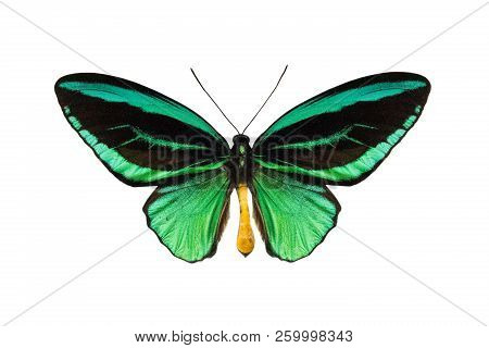 Butterfly Ornithoptera Priamus Poseidon, Isolated On White Background