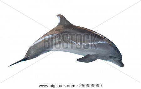 grey doplhin isolated on white background