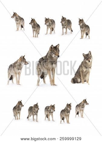 Pack Of Wolves  (canis Lupus) Isolated On Snow On A White Background