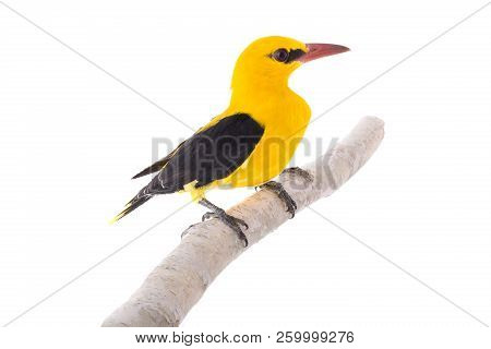 Eurasian Golden Oriole (oriolus Oriolus)