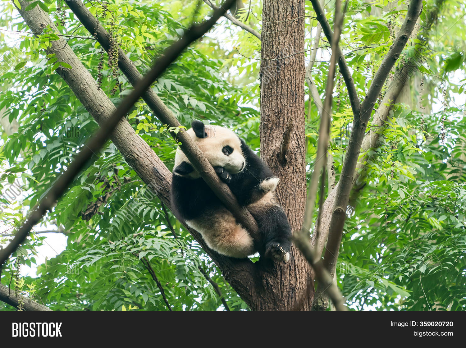 Giant Panda Over Tree Image & Photo (Free Trial) | Bigstock