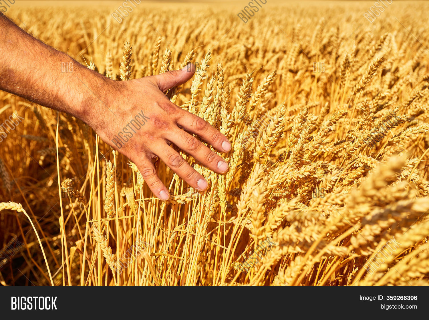 Wheat Field Male Hand Image & Photo (Free Trial) | Bigstock