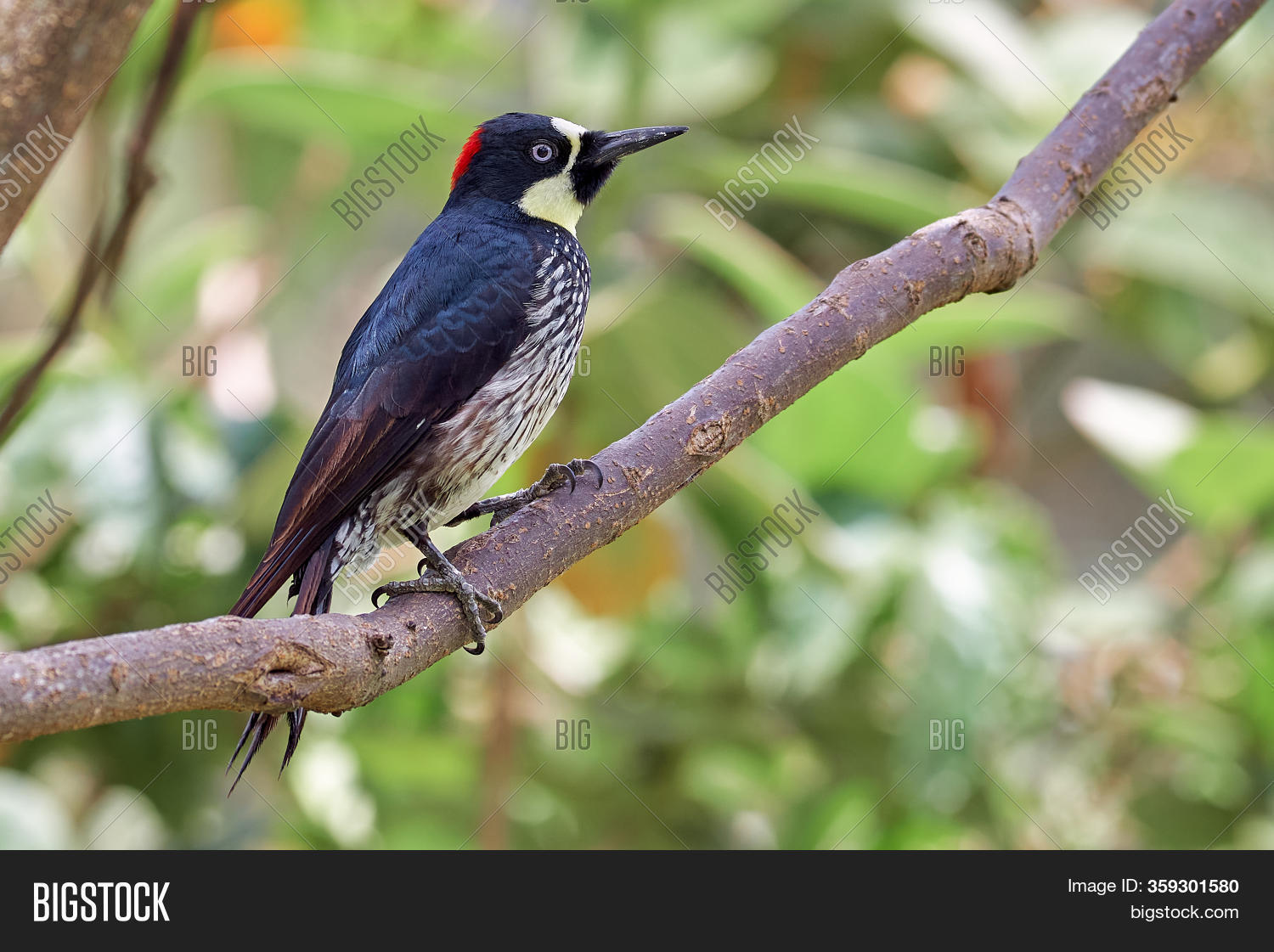 Clown Woodpecker Image & Photo (Free Trial) | Bigstock