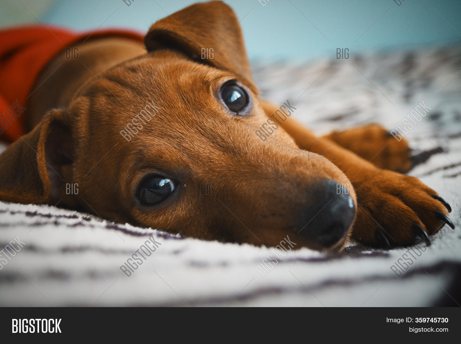 Little Red Puppy Breed Image & Photo (Free Trial) | Bigstock