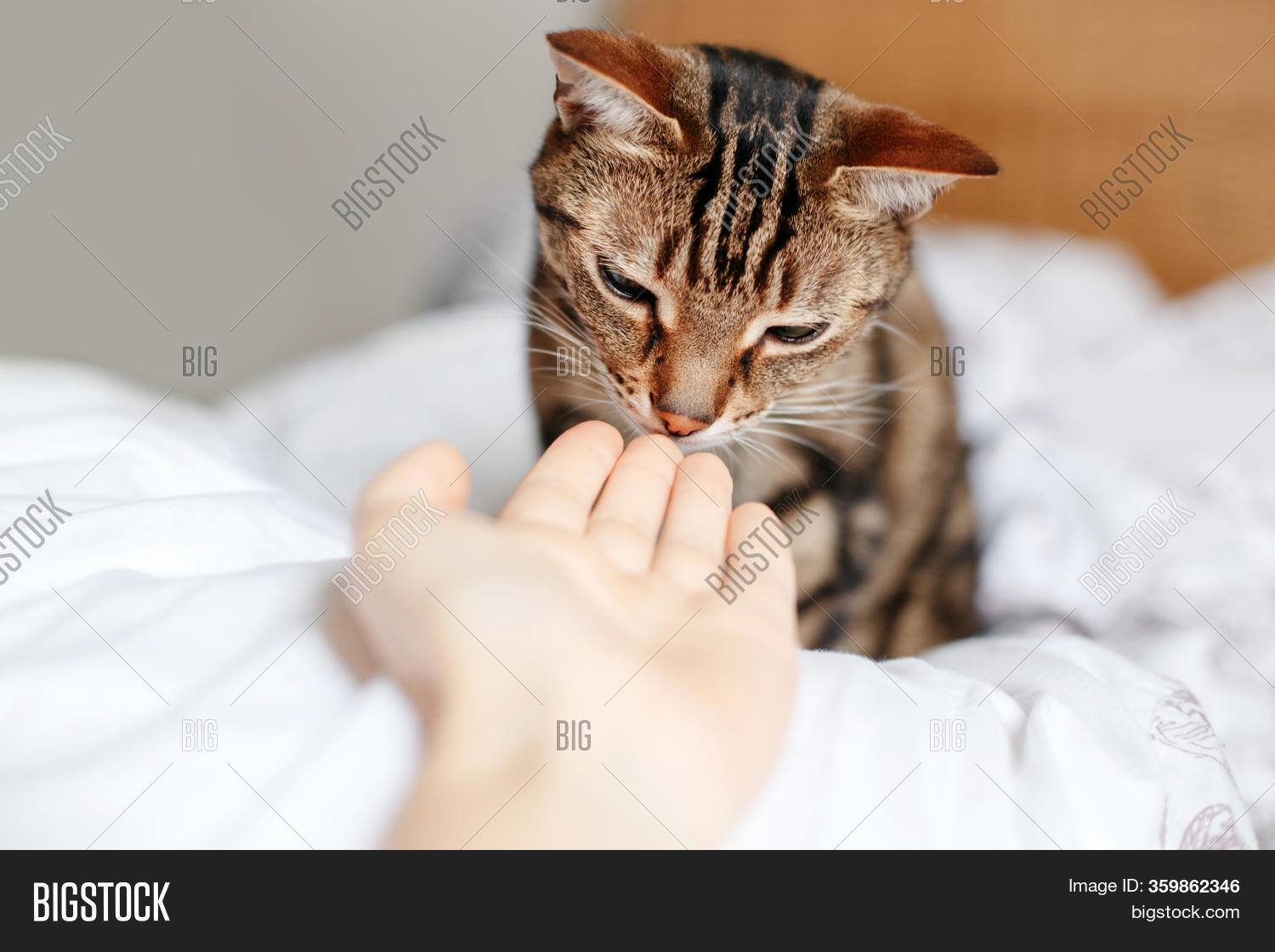 Beautiful Tabby Pet Image & Photo (Free Trial) Bigstock