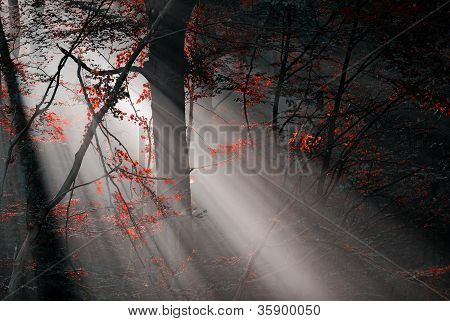 Foresta rossa