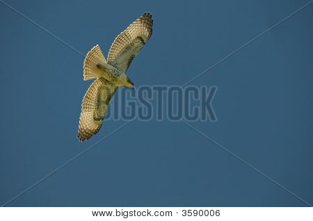 Prairie Falcon