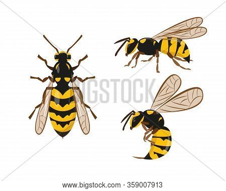 Wasp Or Hornet Icons Set On White Background. Vector Illustration.