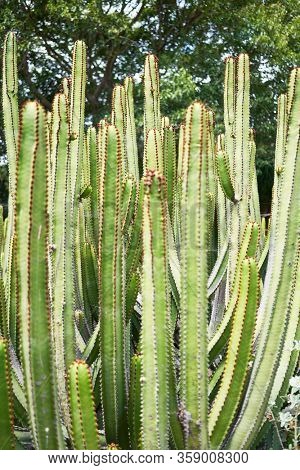 Close up of succulent green cactus at botanical garden