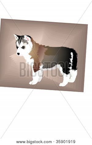 Chiot