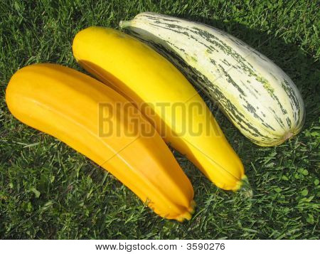 Zuccini