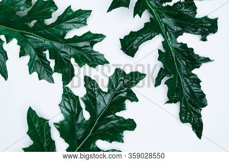 Grean Leaves On White Background. Flat Lay, Top View, Space.