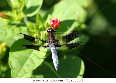 Fælles Whitetail Dragonfly
