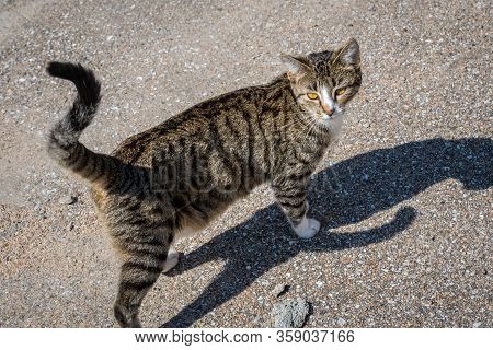 A Stripe Brown Cat In Nebraska, Elks