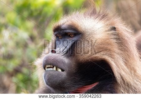 Alpha Male Of Endemic Animal Gelada Baboon. Theropithecus Gelada, Debre Libanos, Simien Mountains, A