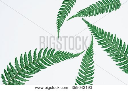 Creative Layout Made Of Papers And Leaves Flat Lay. Minimal Nature Concept.