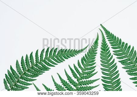 Creative Layout Made Of Papers And Leaves Flat Lay. Minimal Nature Concept.