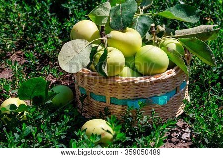 Fresh Ripe Apples In Basket On The Green Grass. Harvesting Concept