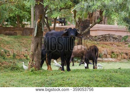 Water Buffalo Grazing In The Old City. Anuradhapura, Sri Lanka