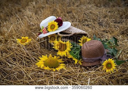 Still Life Of Hats And Baskets With Sunflowers On A Mowed Field