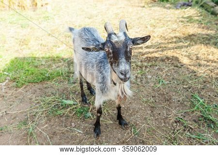 Cute Goat Relaxing In Ranch Farm In Summer Day. Domestic Goats Grazing In Pasture And Chewing, Count