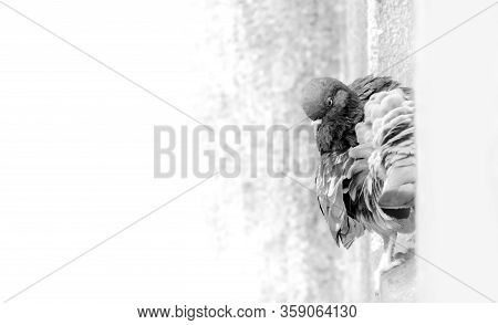 Pigeons In City Life