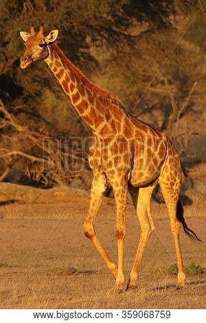 The South African Girrafe (giraffa Camelopardalis Giraffa) Is Walking In The Middle Of Dried River I