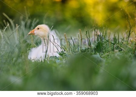 Little Goslings Walking In The Grass Between Daisy Flowers