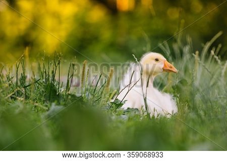 Little Goslings Walking In The Grass Between Daisy Flowers