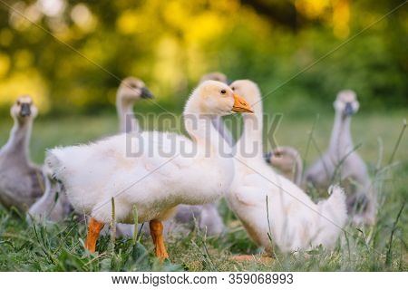 Little Goslings Walking In The Grass Between Daisy Flowers