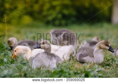 Little Goslings Walking In The Grass Between Daisy Flowers
