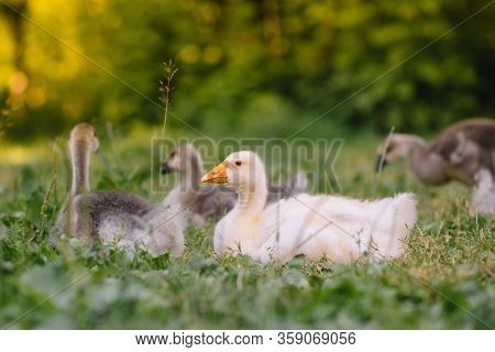Little Goslings Walking In The Grass Between Daisy Flowers