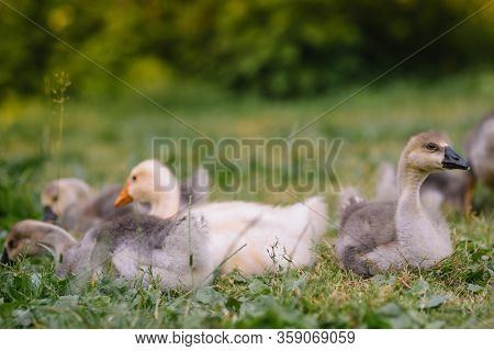 Little Goslings Walking In The Grass Between Daisy Flowers