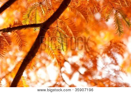 Efteråret grene af Fir