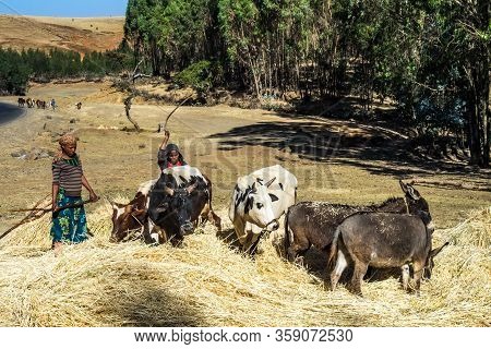 Gondar, Ethiopia - Feb 07, 2020: Agricultural Population Working On The Farms Between Gondar And The