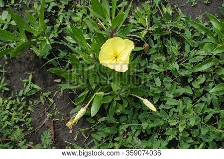 Closed Buds And Yellow Flower Of Oenothera Macrocarpa In June