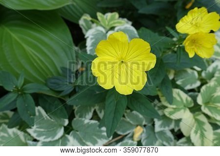 Closeup Of One Yellow Flower Of Evening Primrose In June