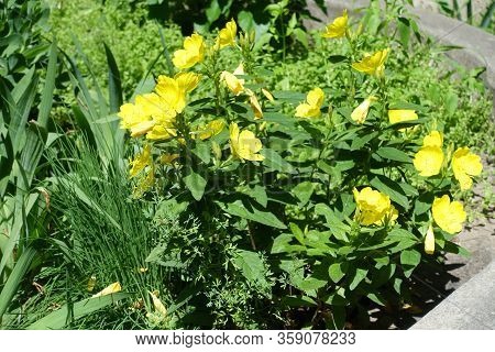 Container With Yellow Flowers Of Evening Primrose In June