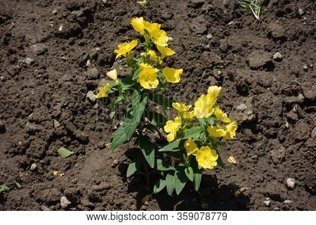 Full Length View Of Flowering Evening Primrose In June