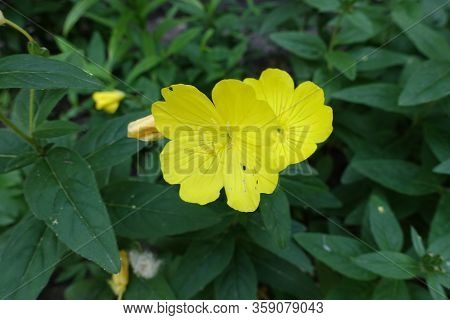 Pair Of Yellow Flowers Of Evening Primrose In June