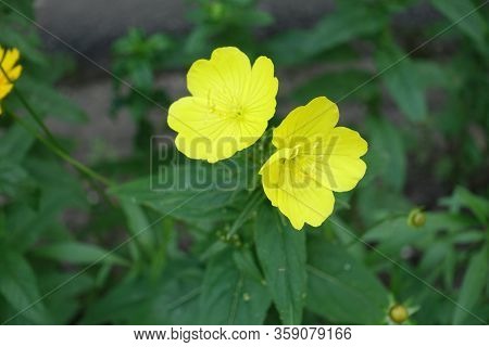 Two Yellow Flowers Of Evening Primrose In June